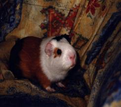 what does a hampster say?